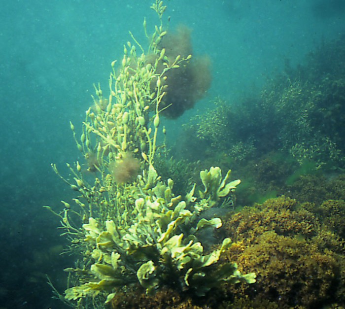 Известно что у прибрежных водорослей. Аскофиллум водоросль. Фукус аскофиллум. Аскофиллум нодозум водоросли. Фукус водоросль аскофиллум.